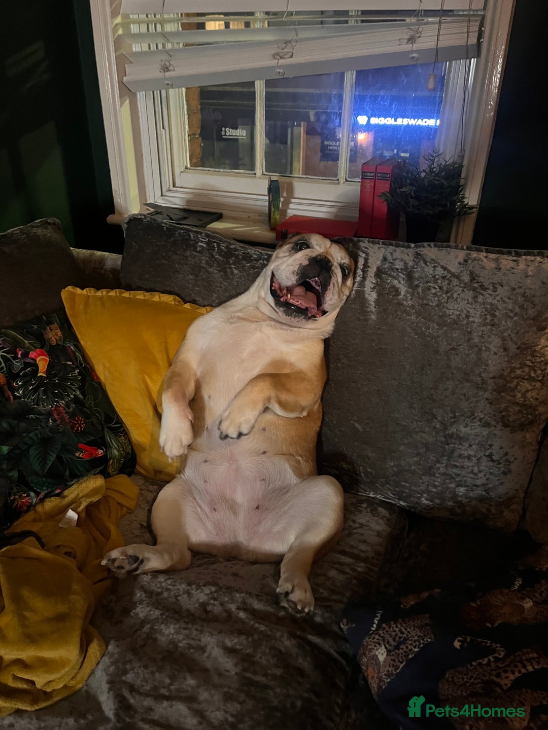 English Bulldog dogs for sale: Most loveable English Bulldog (I don’t want cash) - Image 10