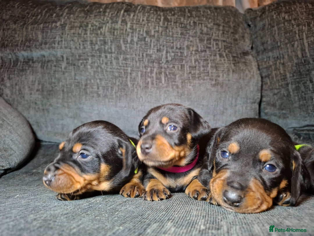 Mixed Breed dogs for sale: Dachshund/Jack Russell - Advert 8