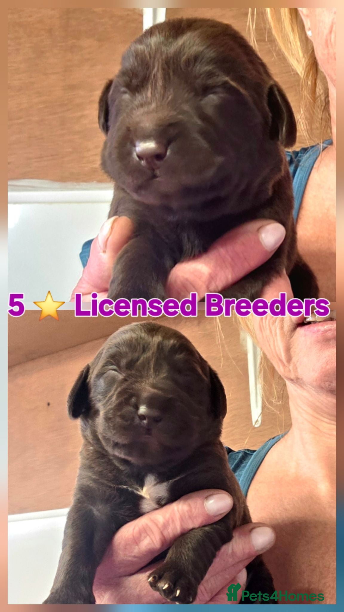 Cockerdor dogs Beautiful chocolate Springador puppies  - Advert 1