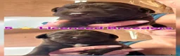 Cockerdor dogs for sale: Beautiful chocolate Springador puppies  - Advert 1