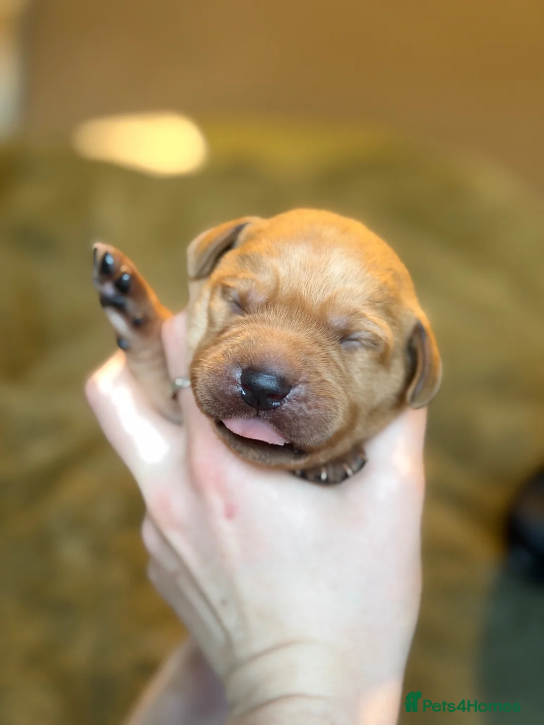 Labrador Retriever dogs for sale: Labrador puppies  - Advert 14