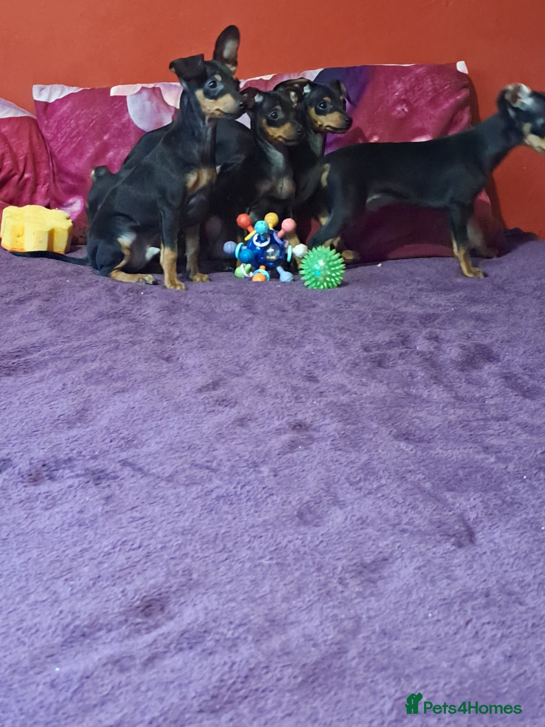 Miniature Pinscher dogs for sale: Miniature Pinscher Puppies 🐾   - Advert 20