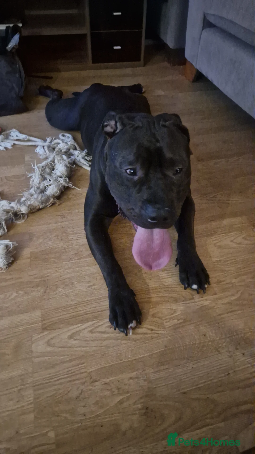 Presa Canario dogs for sale: Presa Canario, 2y3m – Big soft lad, cuddle monster - Advert 13