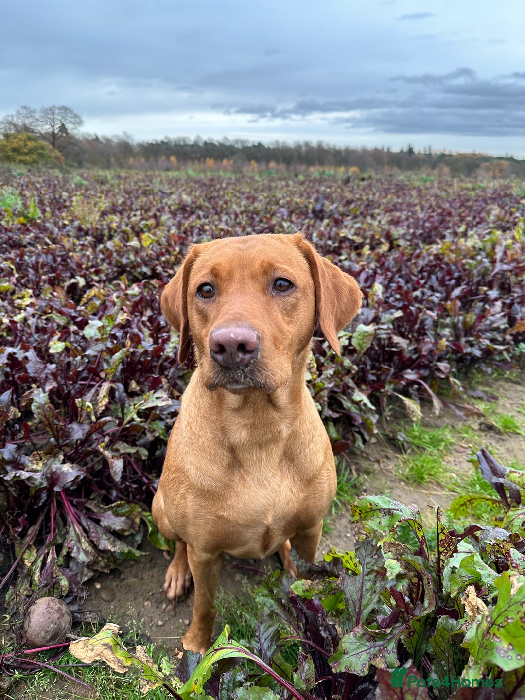 Labrador Retriever dogs for sale: KC Fox Red Labrador Pups FTCH Sire - Health Tested - Advert 15