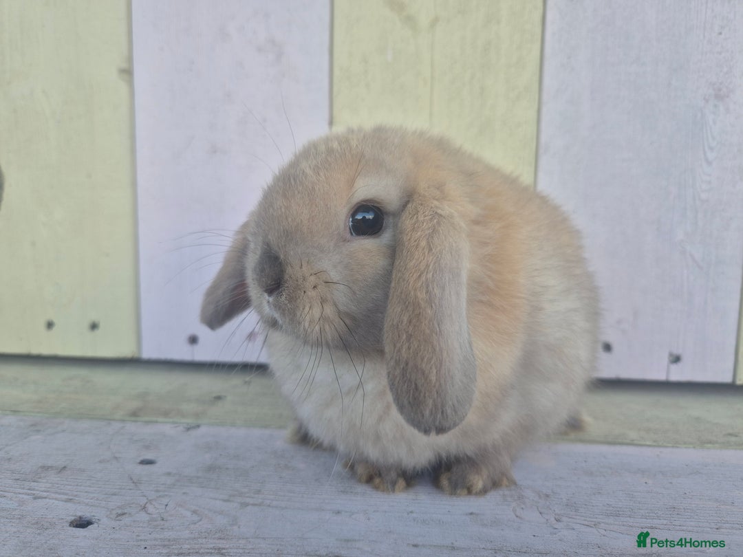 Mini Lop rabbits for sale: 💙 Beautiful and friendly mini lop boys 💙 - Advert 6