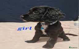 Sprocker dogs for sale: Sprocker puppies  - Image 10