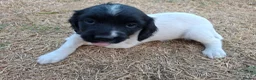 English Springer Spaniel dogs for sale: Working springer spaniel pups - Advert 8