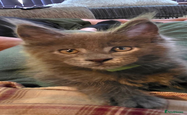 Maine Coon cats - Advert 2