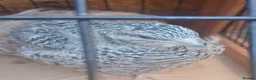 Quail poultry for sale: Hatching eggs sparkly and glitters  - Advert 14