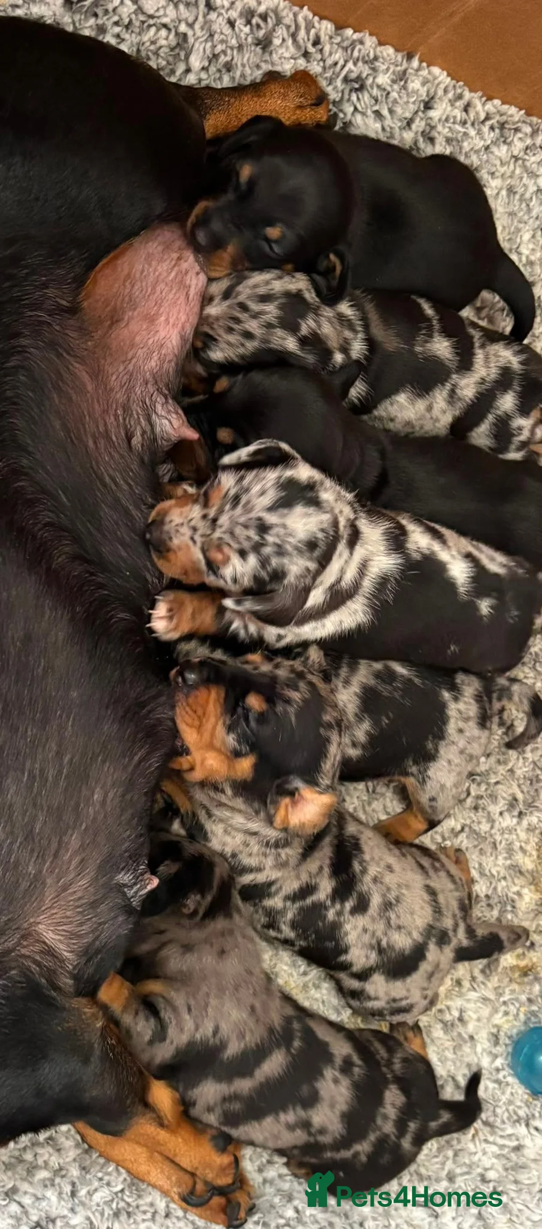 Miniature Dachshund dogs for sale: 🐶 Pure-bred Dachshund Puppies  - Advert 2