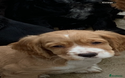 Cocker Spaniel dogs for sale: Beautiful Kc cocker spaniel  boys and girls  - Image 18