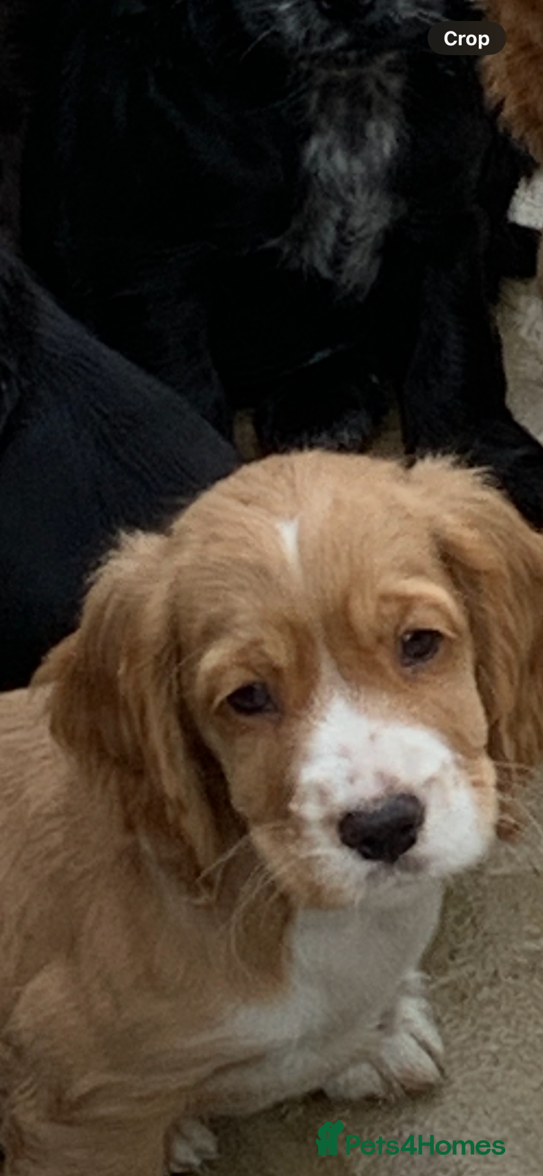 Cocker Spaniel dogs for sale: Beautiful Kc cocker spaniel  boys and girls  - Image 18