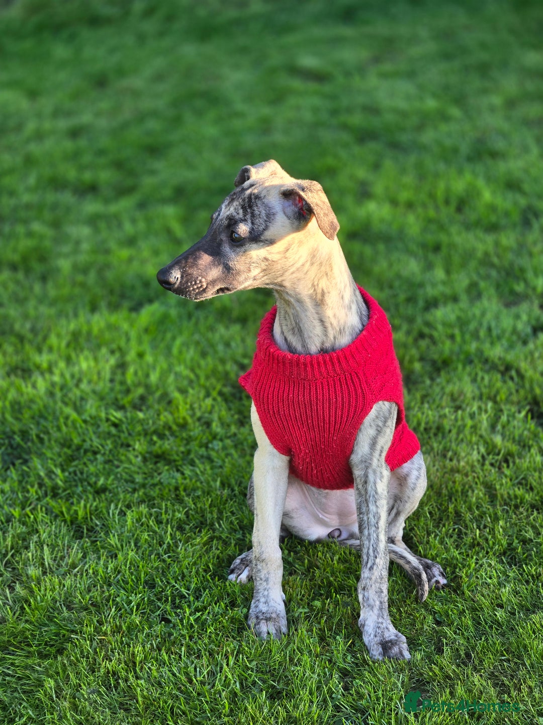 Whippet dogs for sale: Dory is looking for her forever home 🩷 - Advert 14