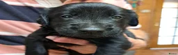 Flat coated Retriever dogs for sale: Beautiful flatcoat/goldie in Yeovil - Advert 3