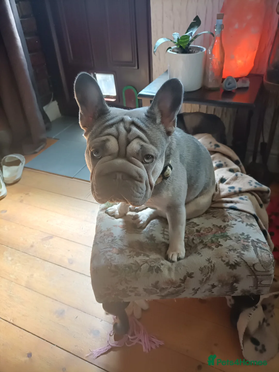 French Bulldog dogs for sale: French bulldog  - Advert 2