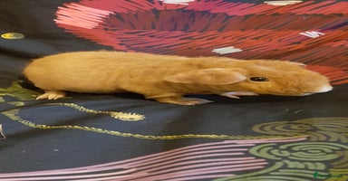 Guinea Pig rodents - Advert 9