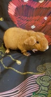 Guinea Pig rodents - Advert 7