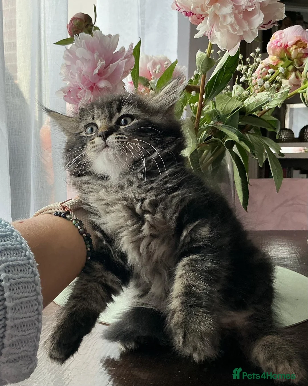 Mixed Breed cats for sale: Kittens - mixed British longhair cross - Advert 1