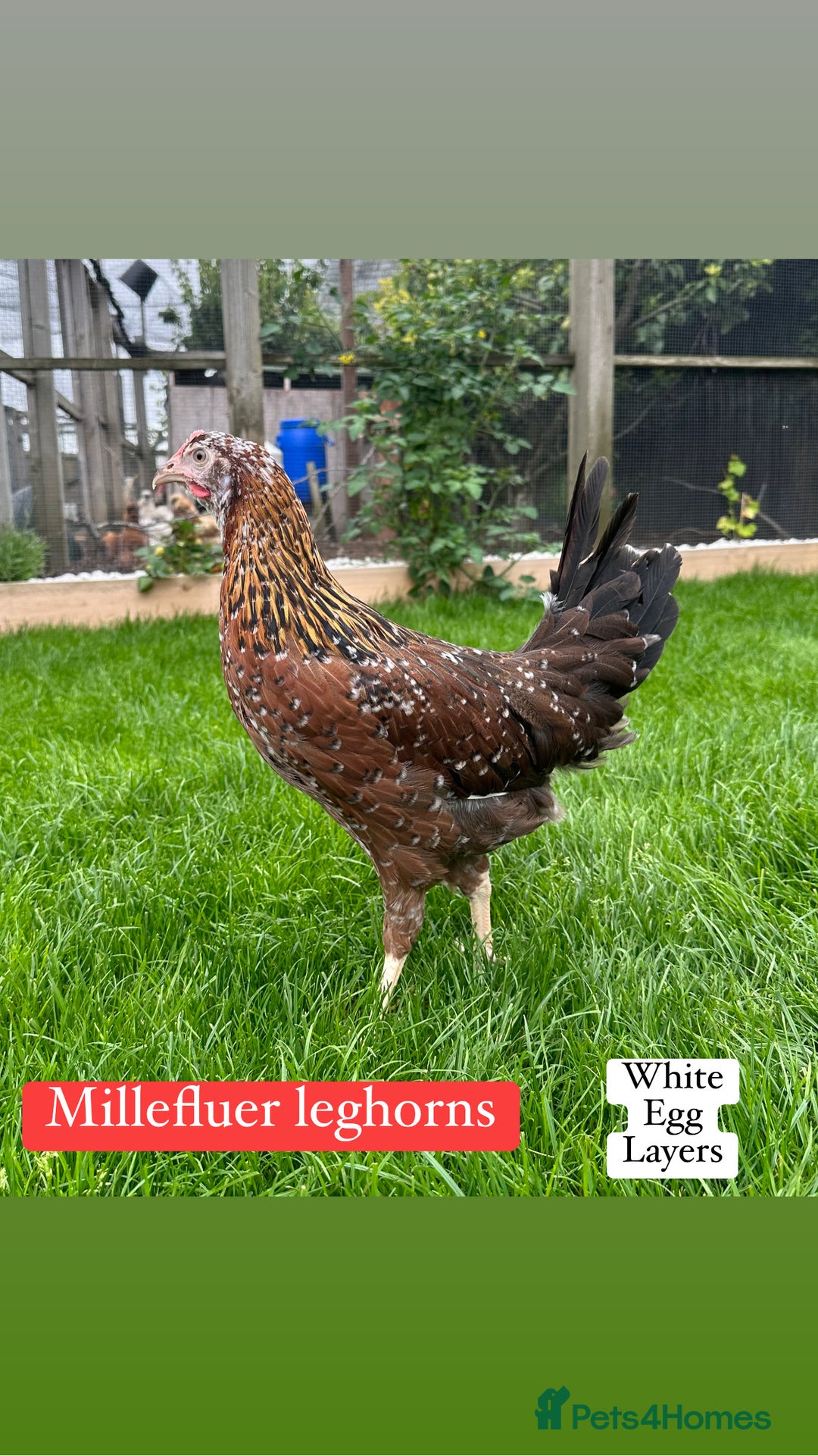 Chickens poultry for sale: Coloured hybrid hens at pol - Image 5