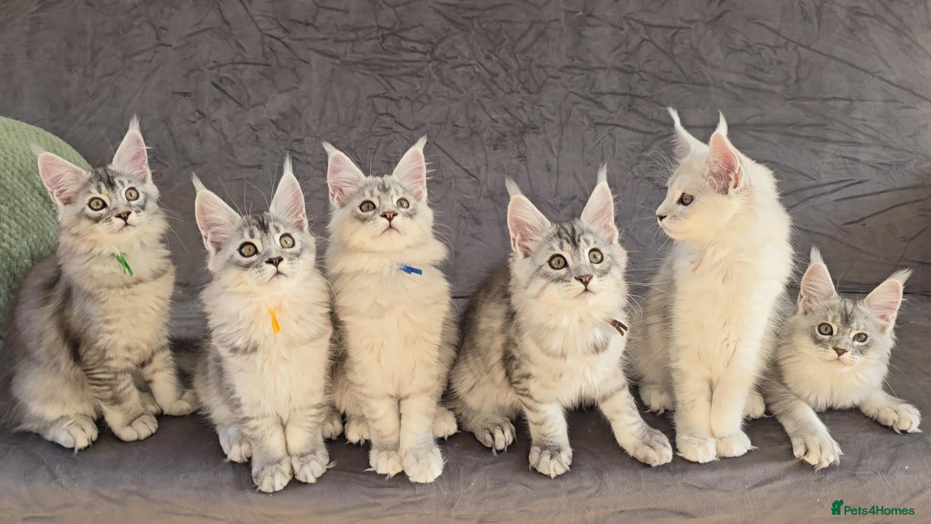 Maine Coon cats for sale: Stunning Silver Shaded Maine Coon kittens - Advert 1