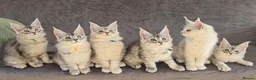Maine Coon cats for sale: Stunning Silver Shaded Maine Coon kittens - Advert 1
