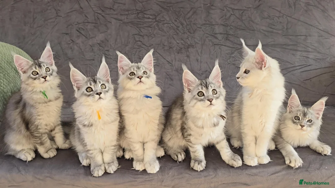 Maine Coon cats for sale: Stunning Silver Shaded Maine Coon kittens - Advert 1