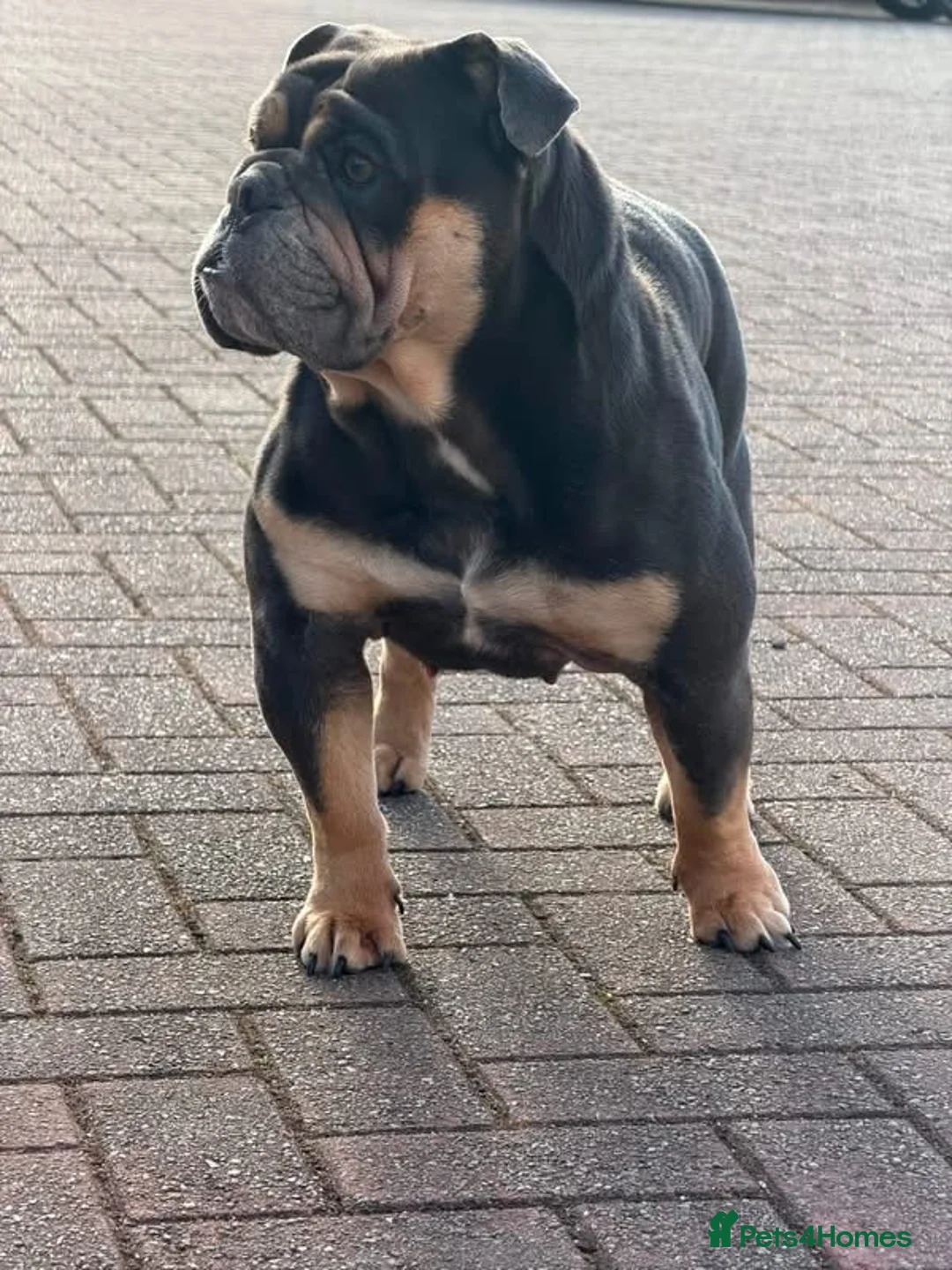 English Bulldog dogs for sale: English bulldog puppies ready to leave in 4 weeks  - Advert 1