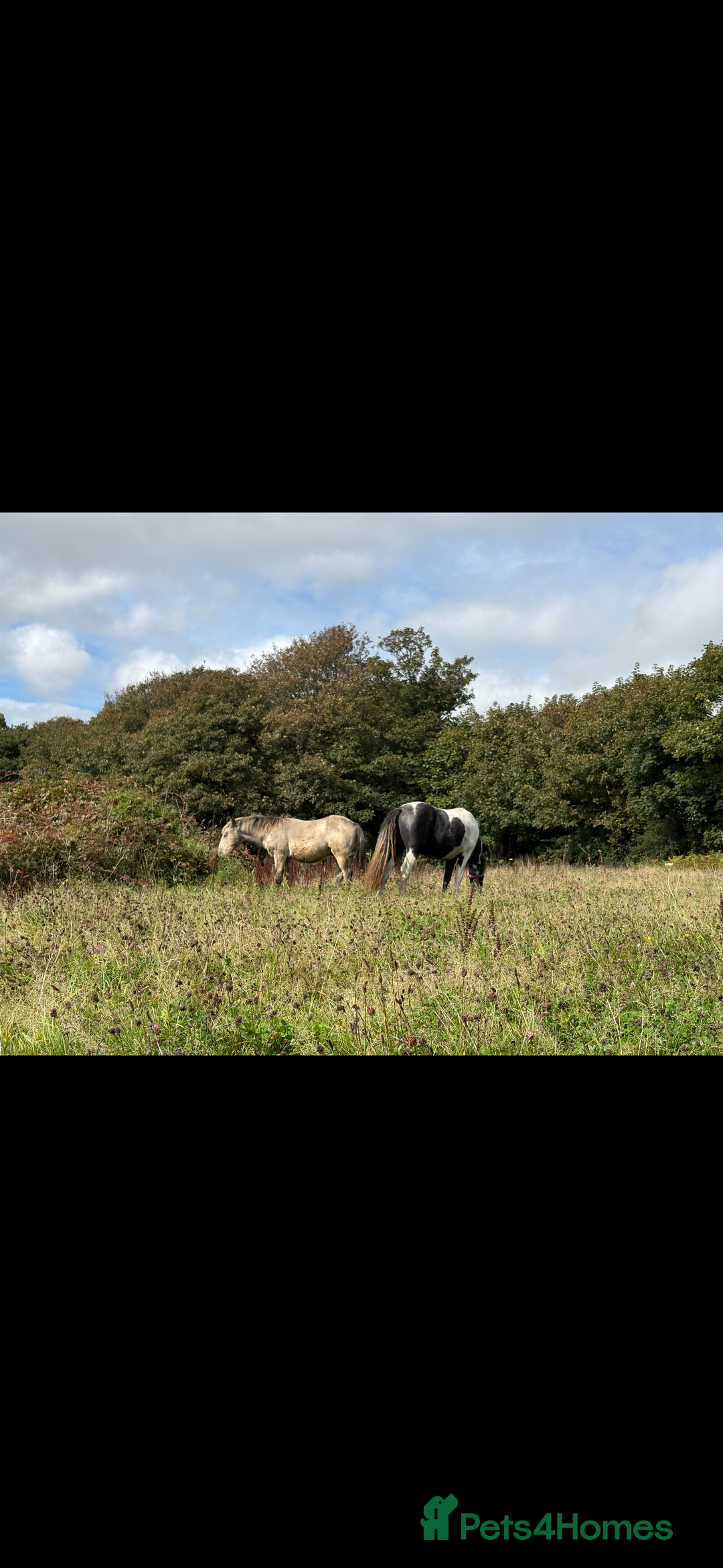 Dartmoor horses for sale: Rising 2 year old mare for sale  - Advert 3