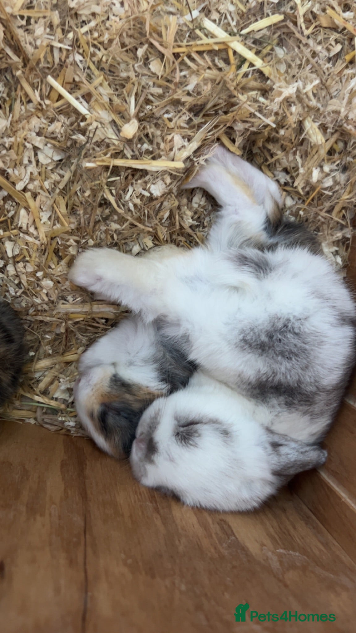 Mini Lop rabbits Beautiful French-mini lops - Advert 2