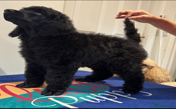Standard Poodle dogs - Advert 1