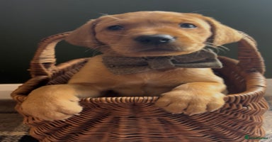 Labrador Retriever dogs - Advert 7