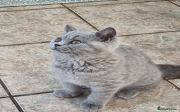 British Shorthair cats for sale: British Shorthair kittens.  - Image 7