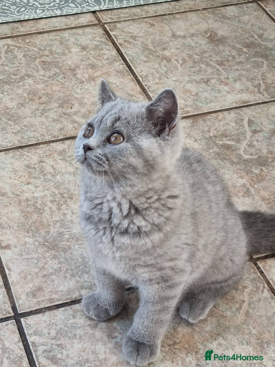 British Shorthair cats for sale: British Shorthair kittens.  - Image 7