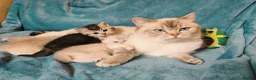 British Shorthair cats for sale: 1 left! Golden British Shorthair kitten GCCF - Advert 1