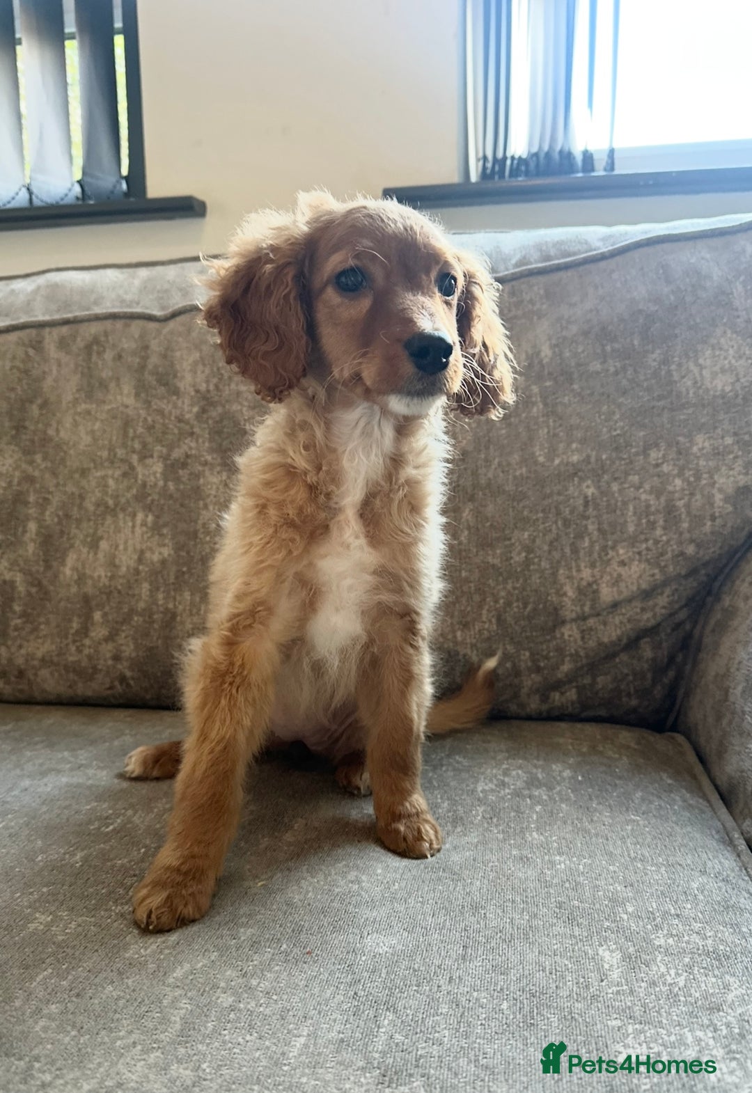 Sprocker dogs for sale: Beautiful spaniel girl   - Advert 7