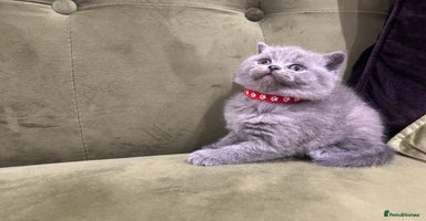 British Shorthair cats - Advert 10