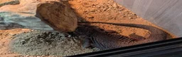 Bearded Dragon reptiles for sale: Red monster  - Advert 5
