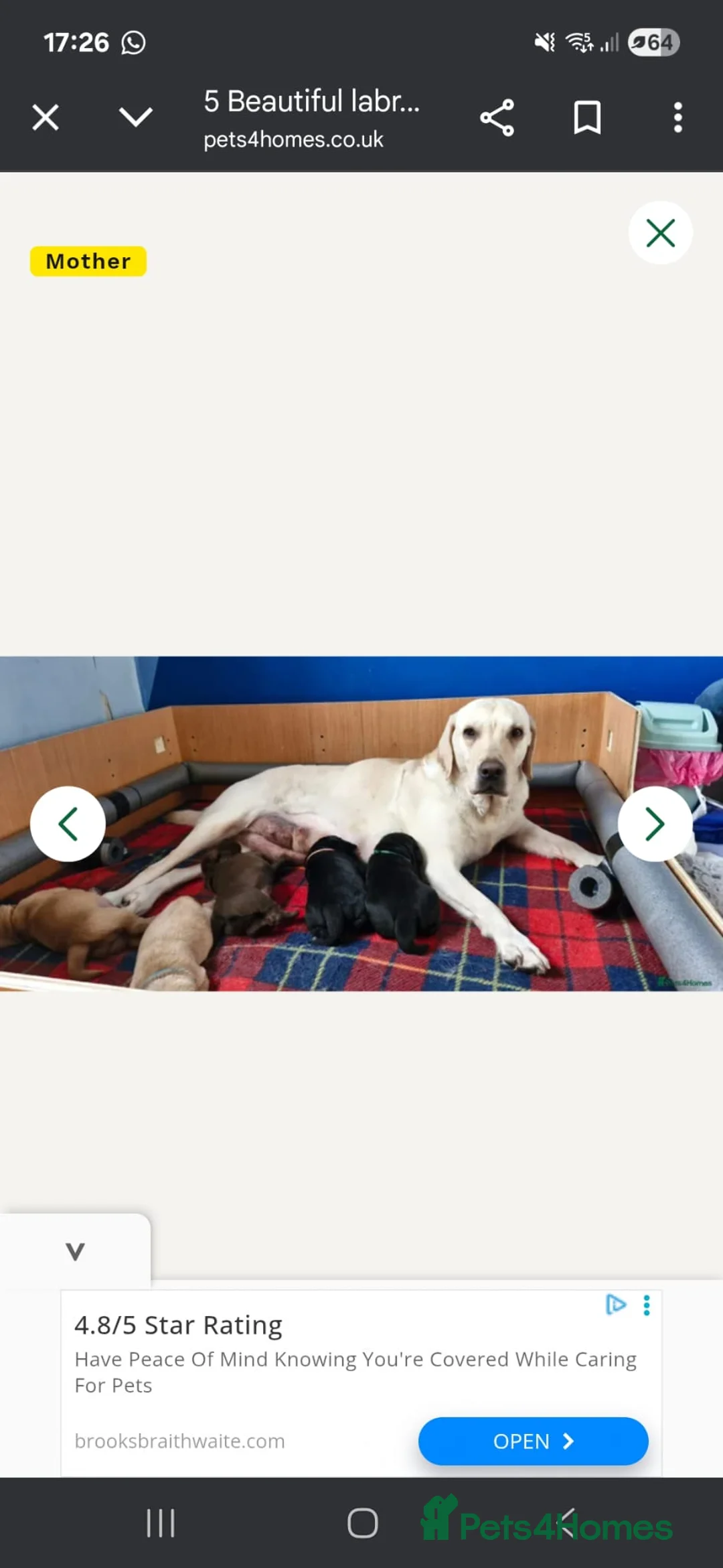 Labrador Retriever dogs for sale: Gorgeous Chocolate Labrador with green eyes - Advert 11