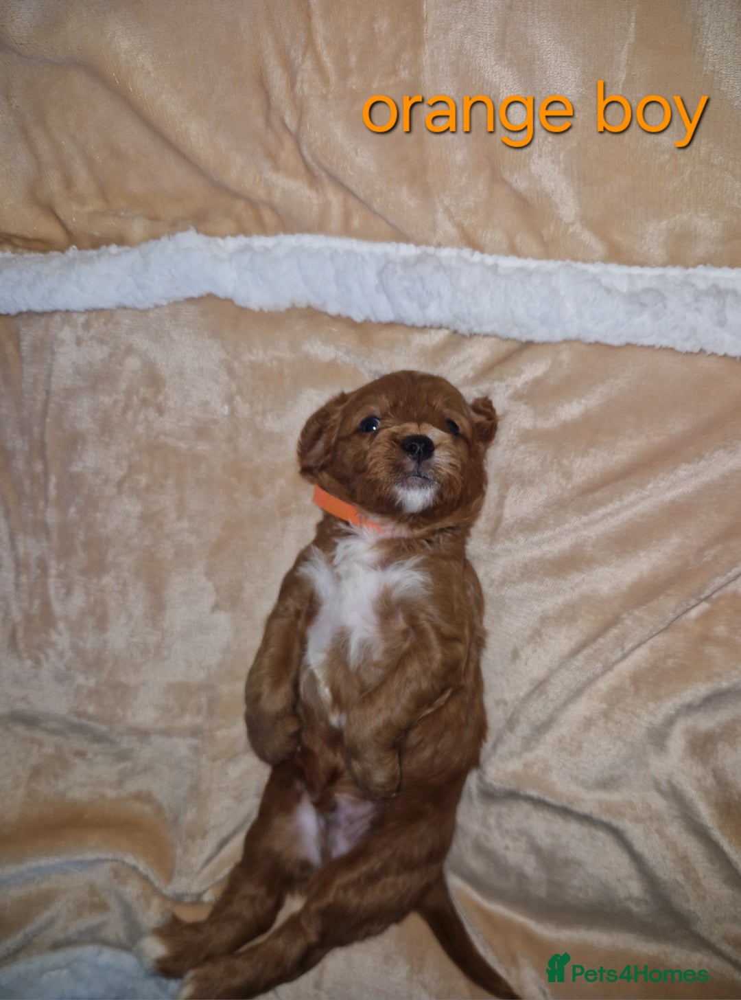 Cavapoo dogs for sale: Beautiful F1 cavapoo puppies - Image 5