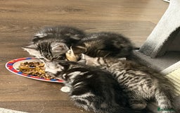 Mixed Breed cats for sale: 5 cute kittens for sale.  - Image 2