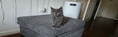 Lena