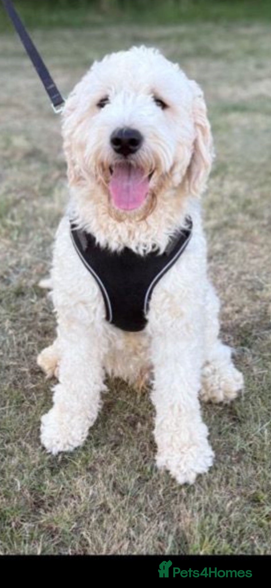 Goldendoodle dogs Goldendoodle stud Freddie - Advert 4