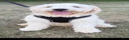 Goldendoodle dogs for stud: Goldendoodle stud Freddie - Advert 1