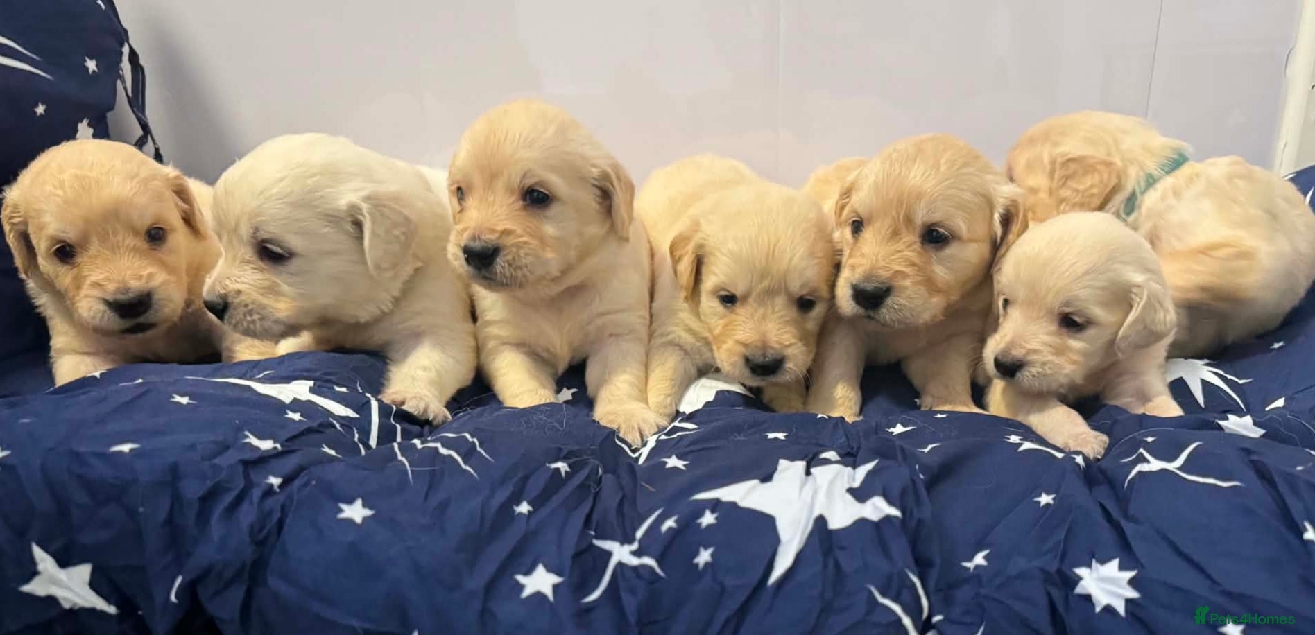 Golden Retriever dogs 🐾 Pure Golden Retriever puppies 🐾  - Advert 1