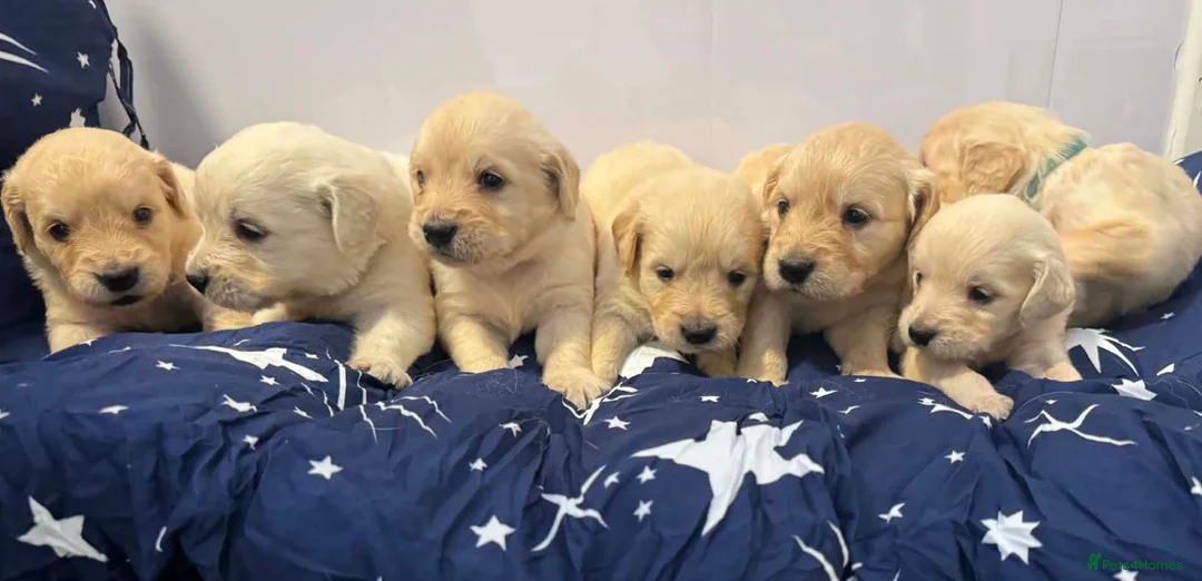 Golden Retriever dogs for sale: 🐾 Pure Golden Retriever puppies 🐾  - Advert 1
