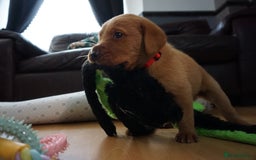 Labrador Retriever dogs for sale: READY NOW Stunning Fox red Labrador puppies - Advert 33