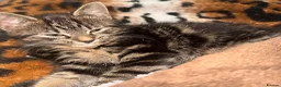 Mixed Breed cats for sale: Female Kitten - Advert 2