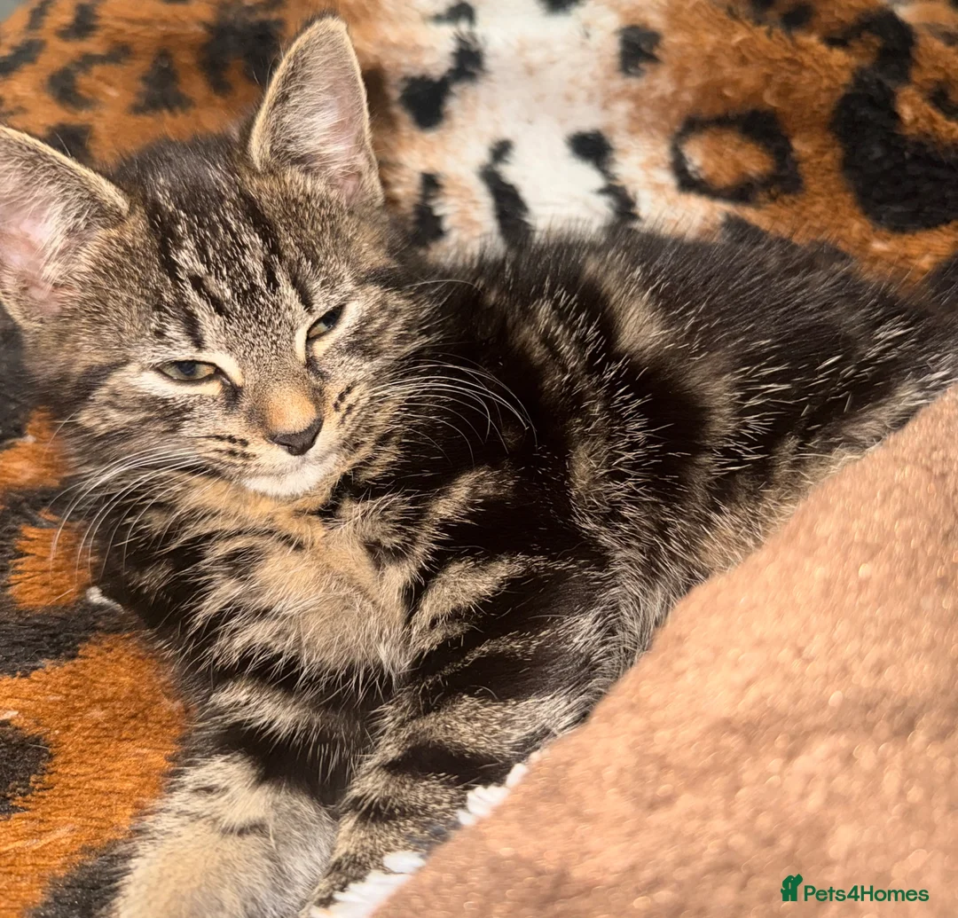 Mixed Breed cats for sale: Female Kitten - Advert 2