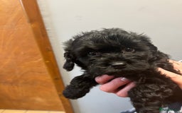 Cavapoo dogs for sale: Cavapoo puppies  - Image 3