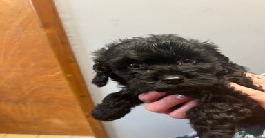 Cavapoo dogs - Advert 3